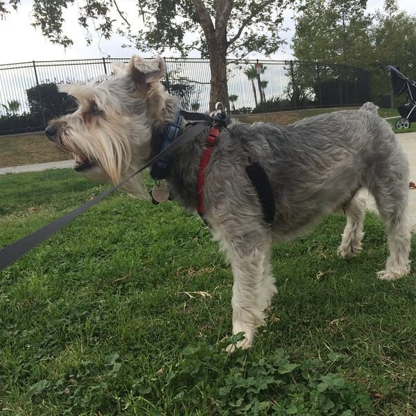 Lincoln at the park