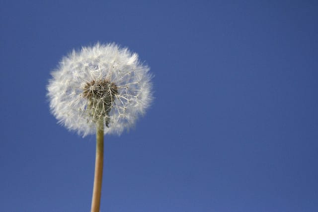 Using Git with Dandelion for staging and production deployments. Feature image