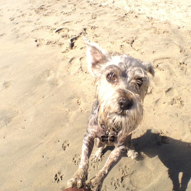 Lincoln at the Dog Beach Feature image