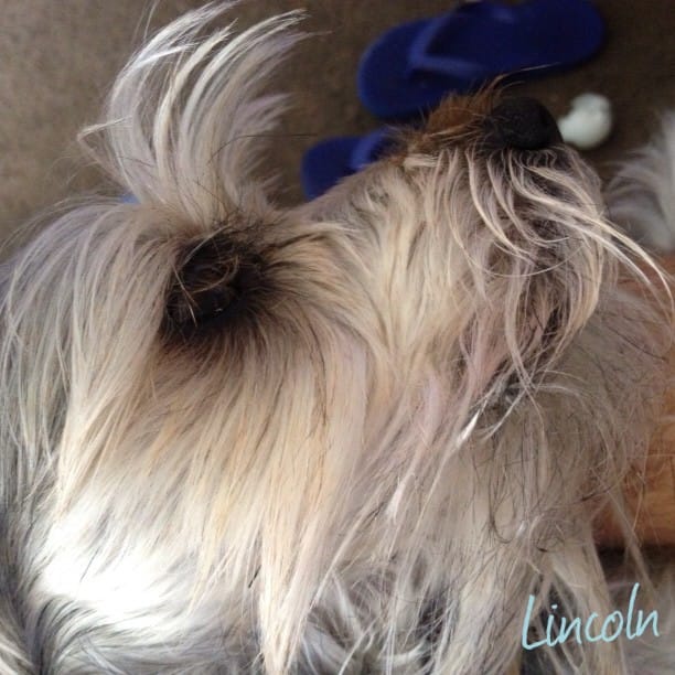 Chillin #schnauzer #lincoln #dog Feature image