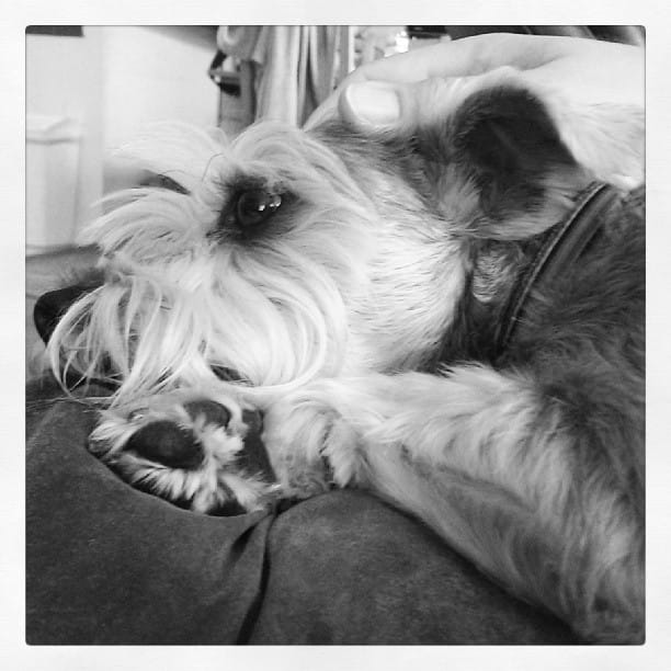 Lincoln the #schnauzer #dog Feature image