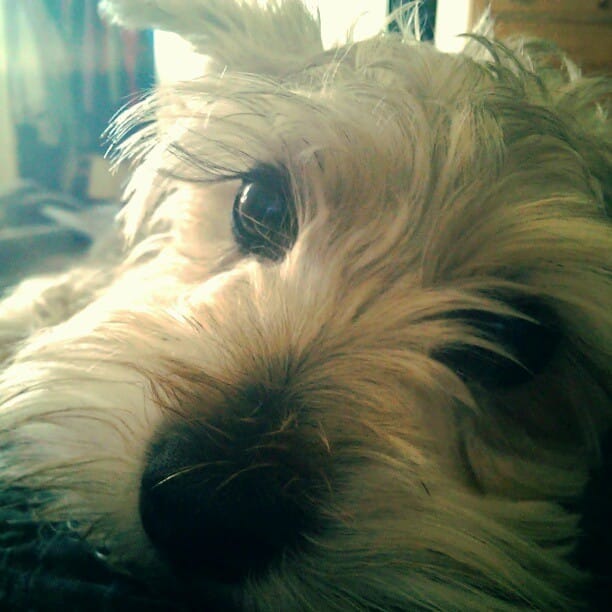 My cute little guy Lincoln. #schnauzer #dog Feature image