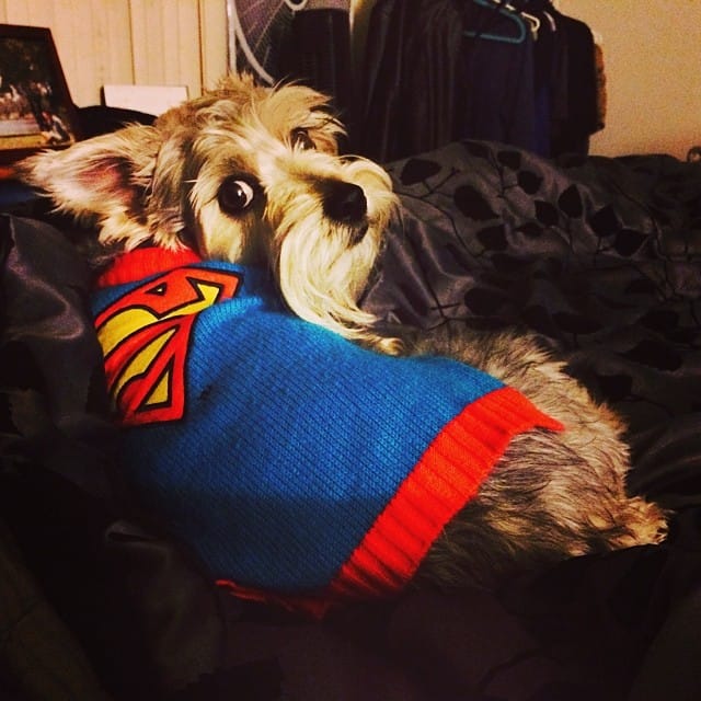 When I'm sick he is my protector. Super Lincoln indeed! #schnauzer #dogclothes Feature image