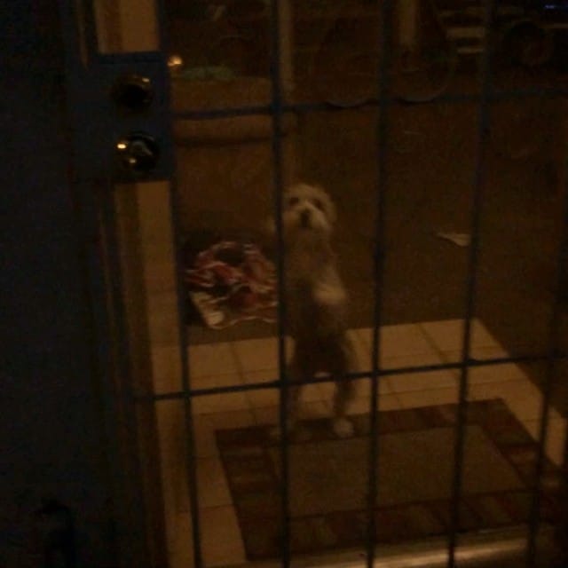 Lincoln greets me at the door like this daily, he's an excited little guy. #schnauzer Feature image