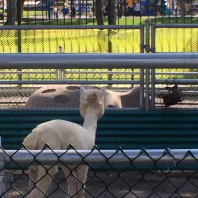 Alpaca Feature image