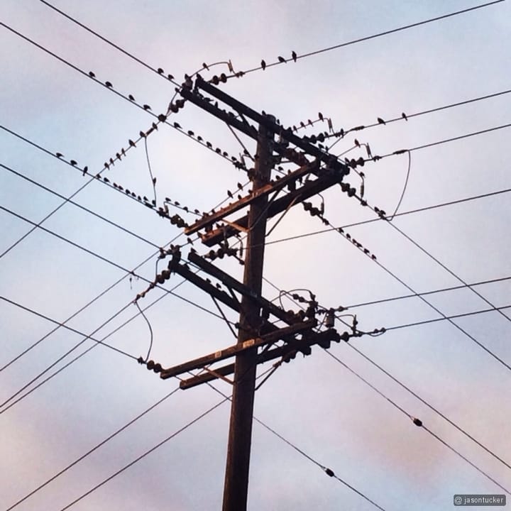 Life on a wire Feature image