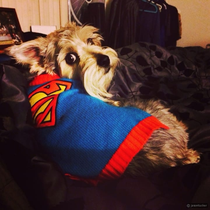 My super dog Lincoln Feature image