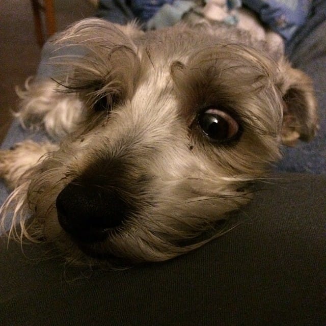 "What was that?!?" #schnauzer named Lincoln Feature image