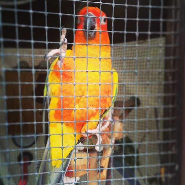 "A noise" is what this little bird makes while we visited him at The Perch in Chandler Arizona #wcphx #anoise #365 Feature image