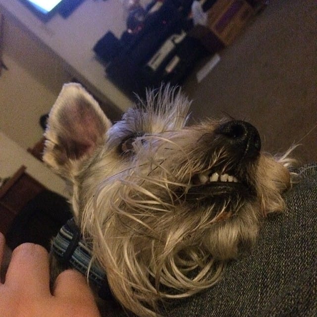 Weird doggie showing his teeth #schnauzer Feature image