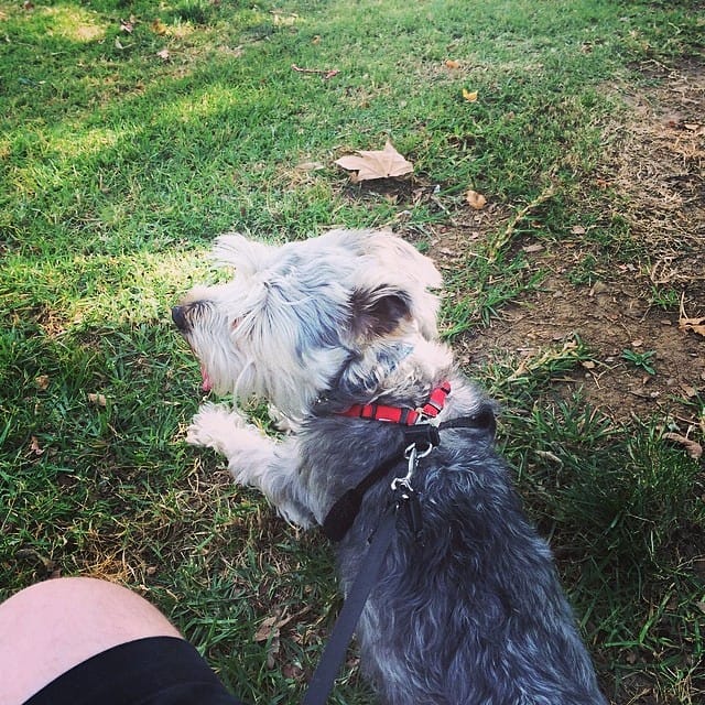 Hanging at the park #schnauzer Feature image