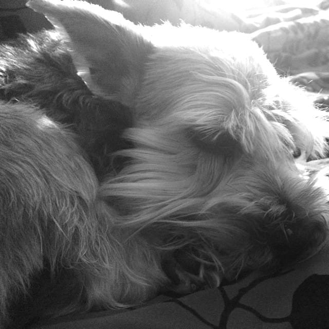 Good morning sunshine #schnauzer #lincoln #dog Feature image