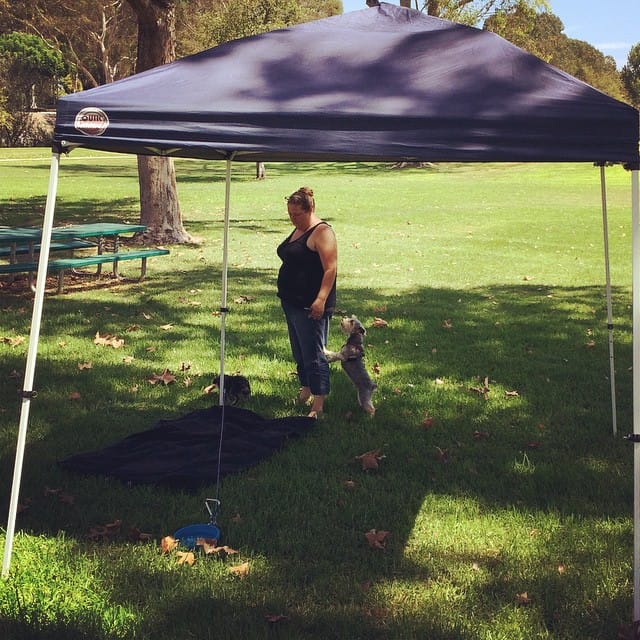 The fur babies now have shade. #werethosepeople #wordpress #allthethings Feature image