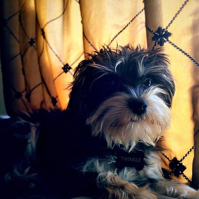 My little Twinkle hanging out next to the window #dog #schnauzer #yorkie Feature image
