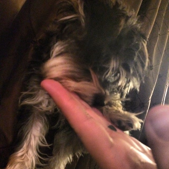 Silly lil Twinkle #schnauzer #dog Feature image