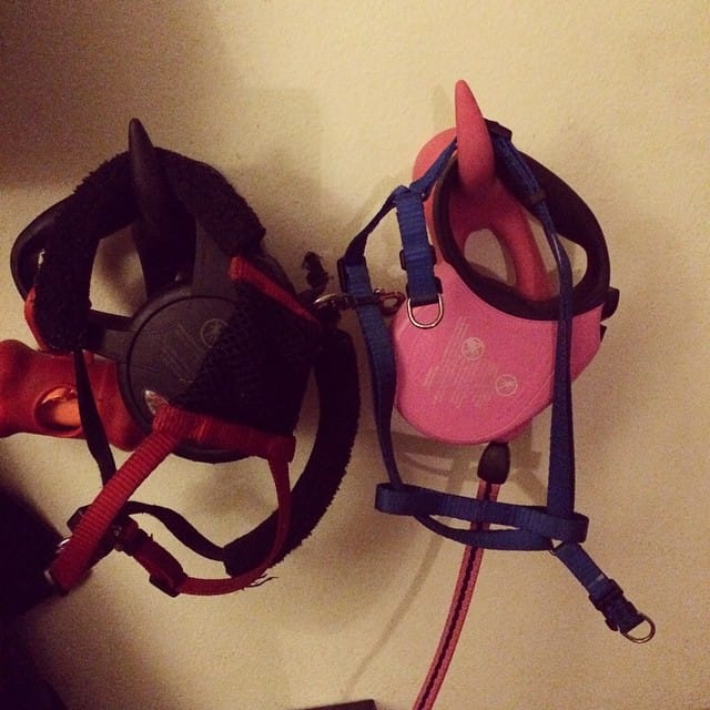 His and hers dog leashes and harnesses #schnauzer Feature image