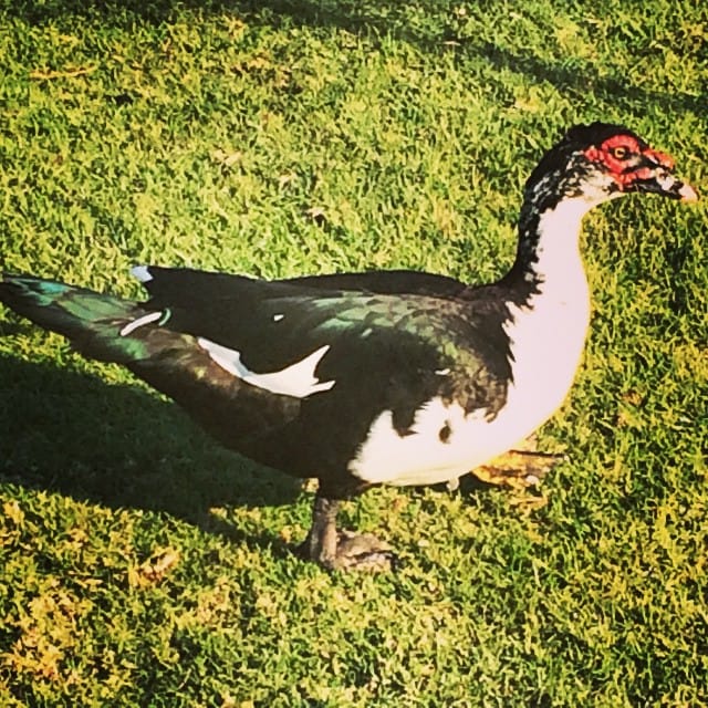 Darth Maul Duck #starwars Feature image
