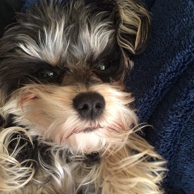 This cute little thing. #yorkie #dog #doggie #dogsofinstagram Feature image