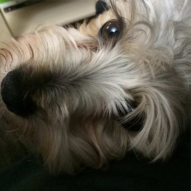 Hello Mr. Eyebrows #schnauzer #dog #doggie #dogsofinstagram Feature image