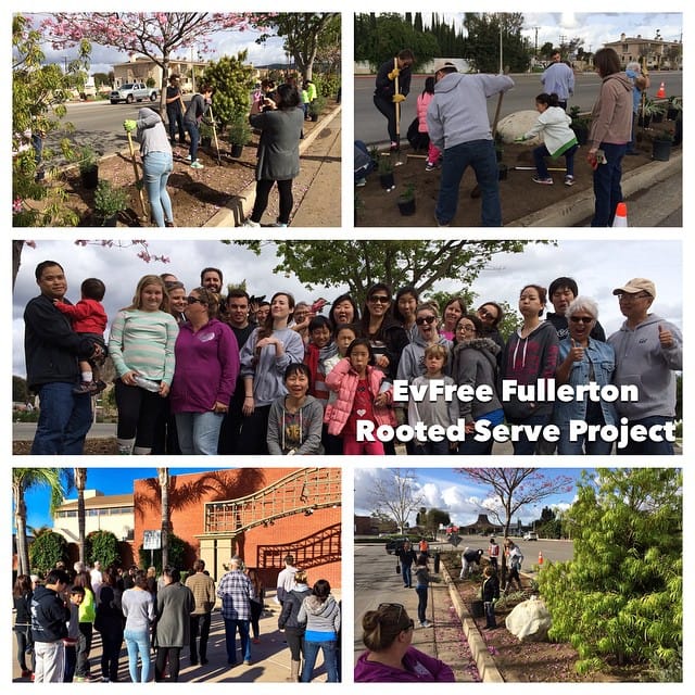 All done with our Community Serve Project for #evfreerooted #rooted #lovefullerton #mulch #plants #lovefullerton Feature image
