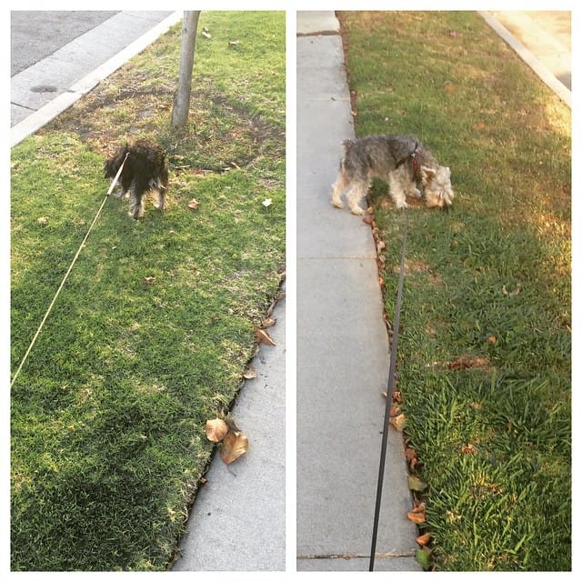 Walking these two, they both want to go different directions. #doggie #dog #dogs #dogsofinstagram #yorkie #schnauzer #snorkie Feature image