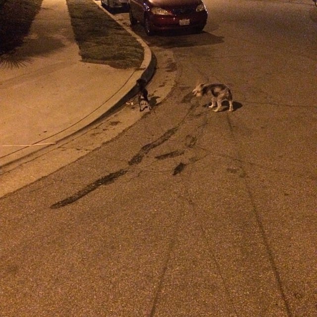 Walking these two Feature image