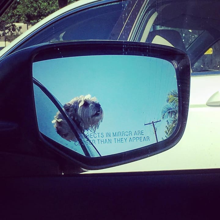 Off to the groomers Feature image