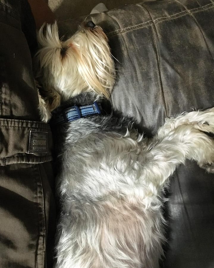 I looked down and this lil guy is being squished. Silly dog Feature image